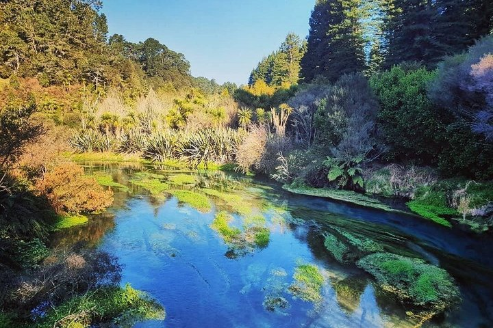 Auckland to Blue Springs, Rotorua Whakarewarewa, Redwood Forest - Photo 1 of 8